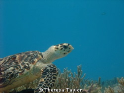 Posing turtle by Theresa Taylor 
